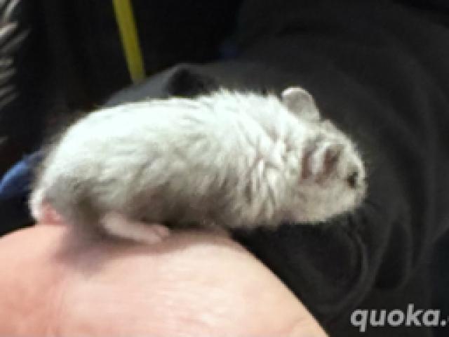 hamster Babys ( Dsungarische   Zwerghamster ) - 1